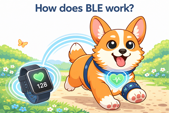Cartoon corgi wearing fitness tracker runs happily while smartwatch wirelessly sends heart rate data explaining how BLE works visually simply